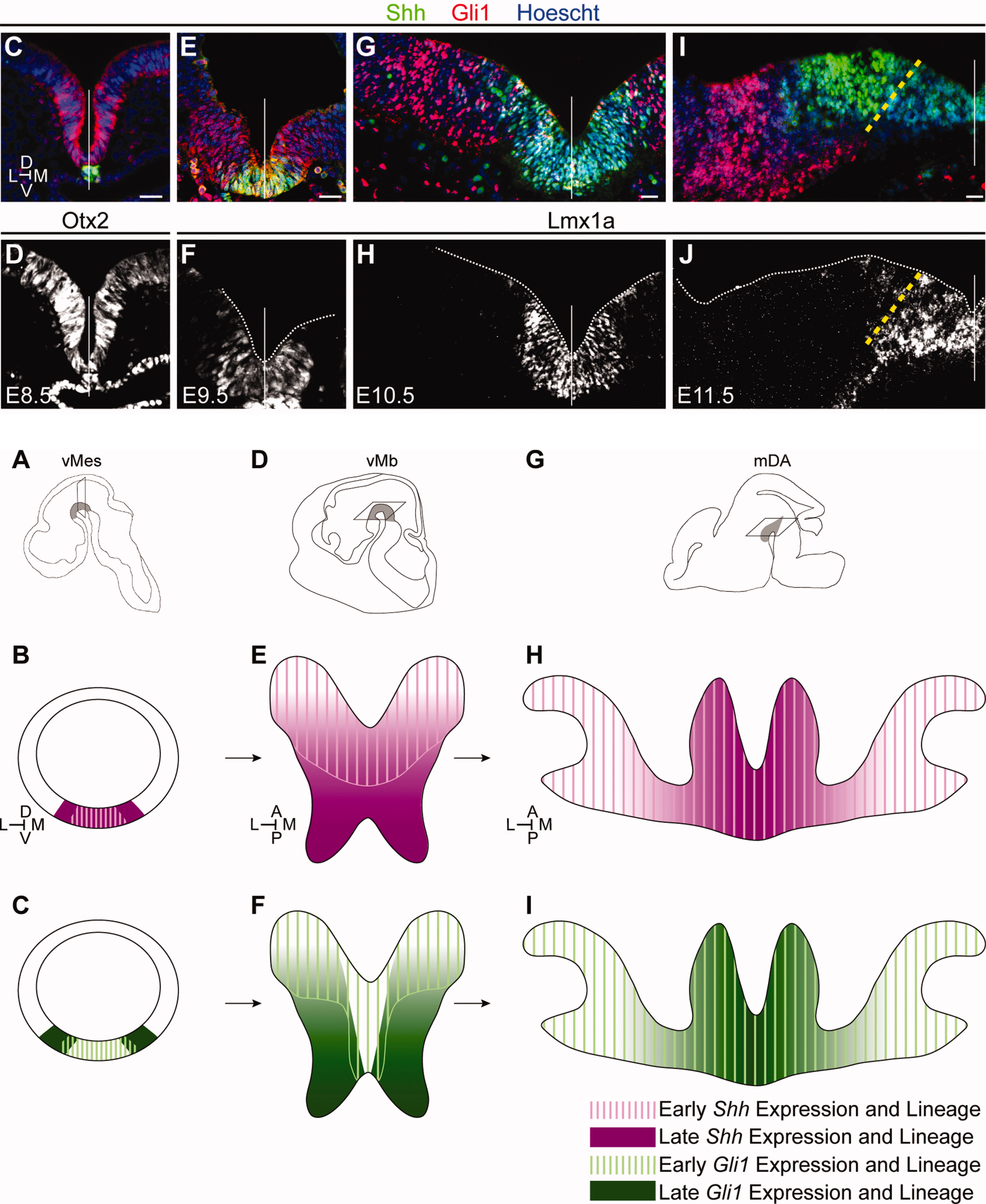 Hayes et al. 2011 Fate Mapping of Shh and Gli1 progenitors in the mouse ventral mesencephalon